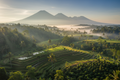 Bali Coffee Landscape