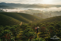 Honduras Coffee Farm