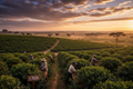 Kenya Coffee Farm