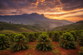 Uganda Coffee Landscape